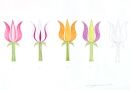 41-tulipe-alpes