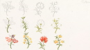 12-motif-floral-couleur