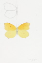 18-motif-papillon-souci-citron