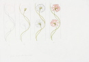 24-dessin-oeillet-rose