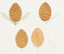 25-pomme-de-pin
