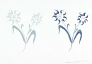 38-aples-edelweiss