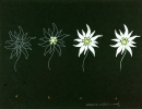 39-edelweiss-montagne