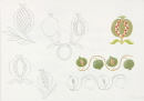 42-peinture-grenade-fruit