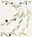 51-decor-provence-olivier