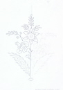 54-bouquet-sur-chale-alpes