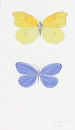 motif-citron-bleuet